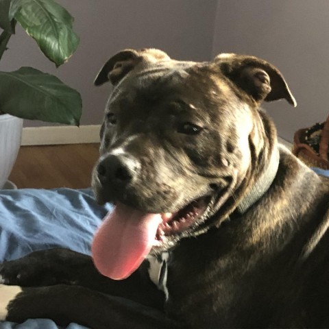 Rusty--In Foster, an adoptable Pit Bull Terrier in Fargo, ND, 58102 | Photo Image 6