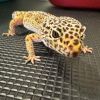 DIGI 24-302 LEOPARD GECKO photo 1