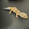 DIGI 24-302 LEOPARD GECKO photo 2