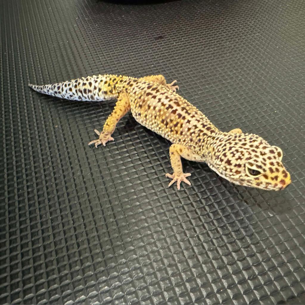 DIGI 24-302 LEOPARD GECKO