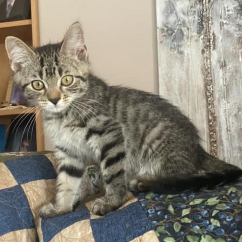 MAX BLUE 24-157 L6, an adoptable Domestic Short Hair in Bottineau, ND, 58318 | Photo Image 1