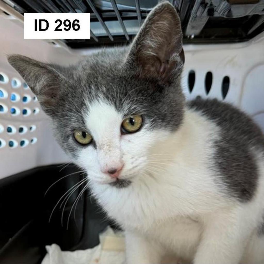 REMY 24-282 TNR 296, an adoptable Domestic Short Hair in Bottineau, ND, 58318 | Photo Image 1