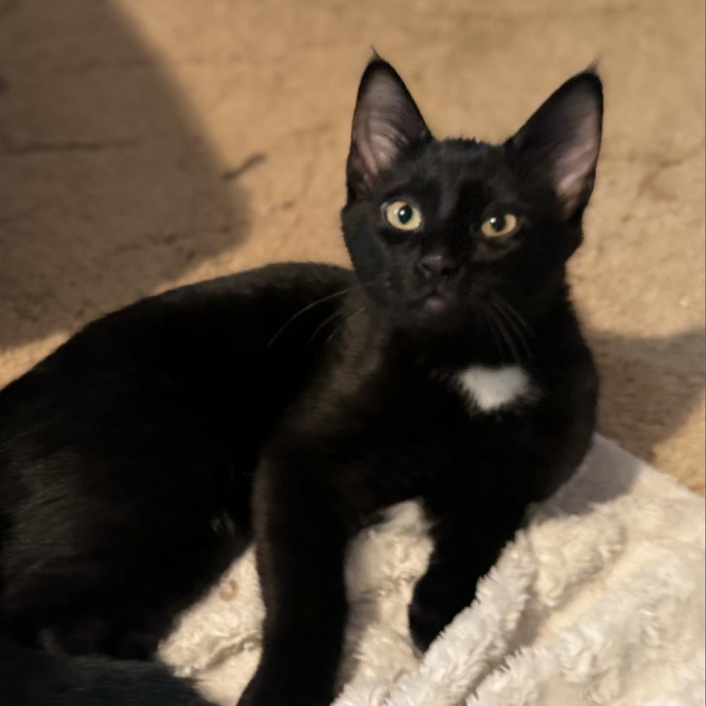 Patches, an adoptable Domestic Short Hair in Bismarck, ND, 58507 | Photo Image 1