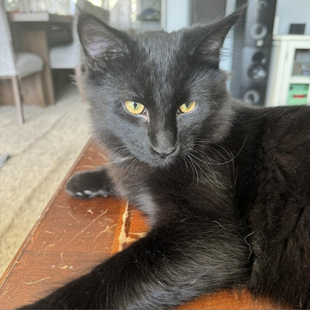 Fernando, an adoptable Domestic Long Hair in Bismarck, ND, 58507 | Photo Image 1