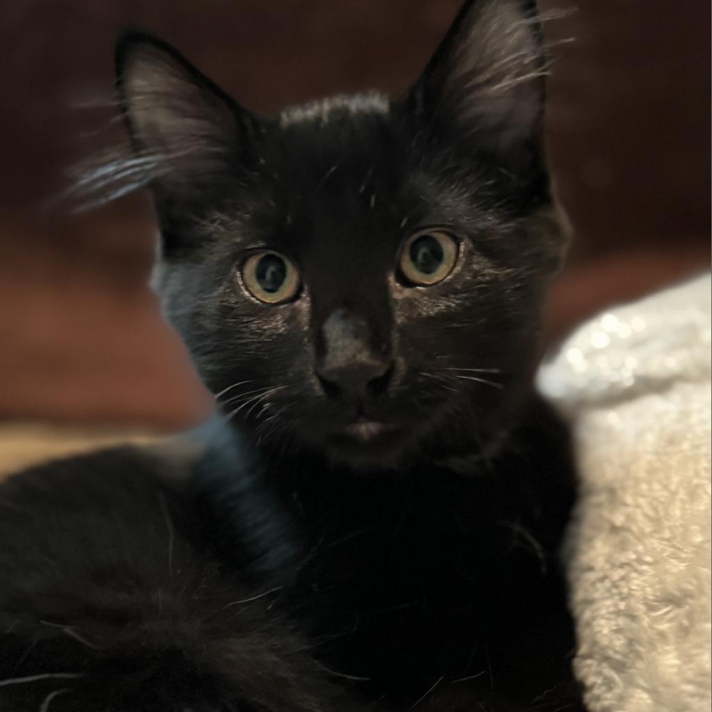 Fernando, an adoptable Domestic Long Hair in Bismarck, ND, 58507 | Photo Image 2