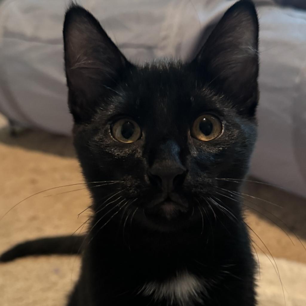 Jack, an adoptable Domestic Short Hair in Bismarck, ND, 58507 | Photo Image 1