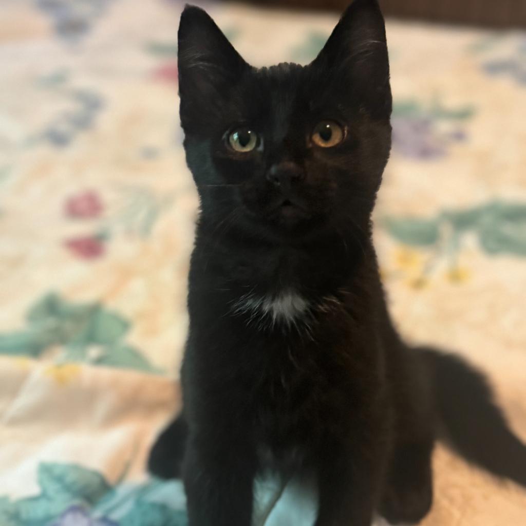 Jack, an adoptable Domestic Short Hair in Bismarck, ND, 58507 | Photo Image 2