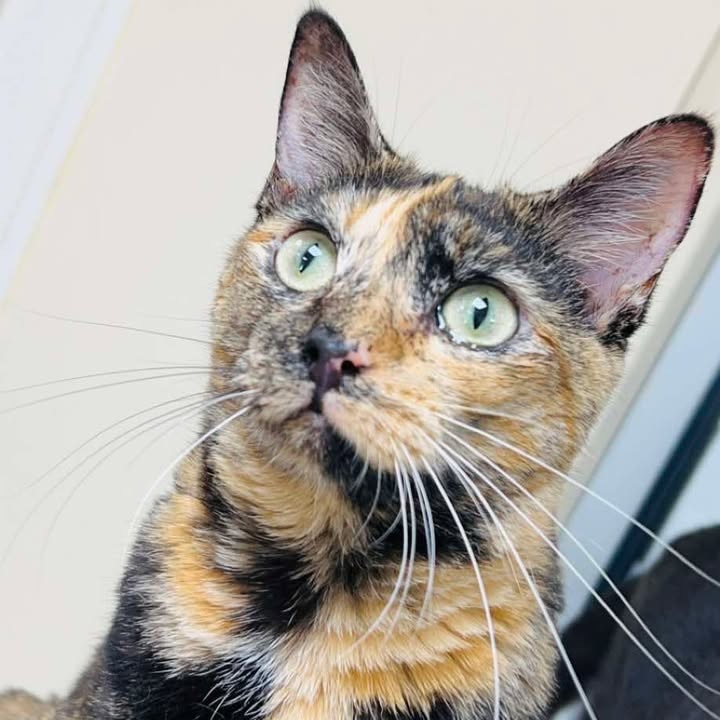 Callie, an adoptable Domestic Short Hair in Donalsonville, GA, 39845 | Photo Image 1