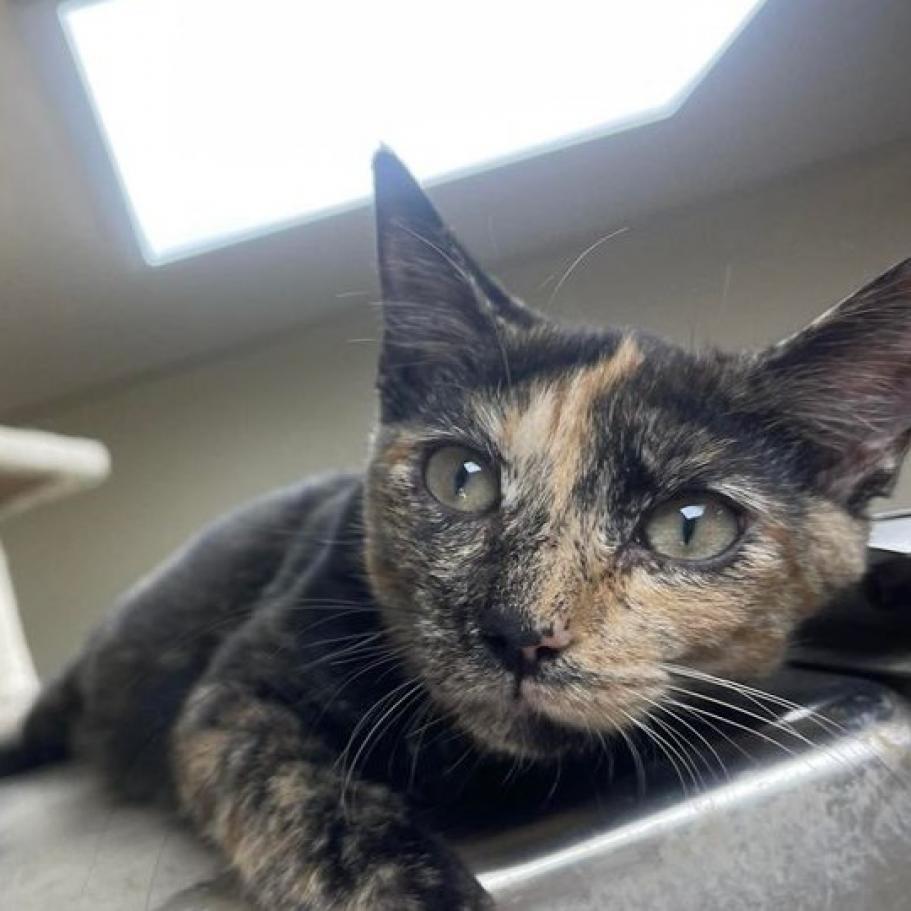 Callie, an adoptable Domestic Short Hair in Donalsonville, GA, 39845 | Photo Image 2