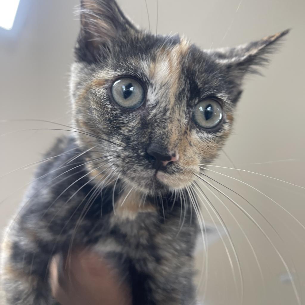 Callie, an adoptable Domestic Short Hair in Donalsonville, GA, 39845 | Photo Image 3