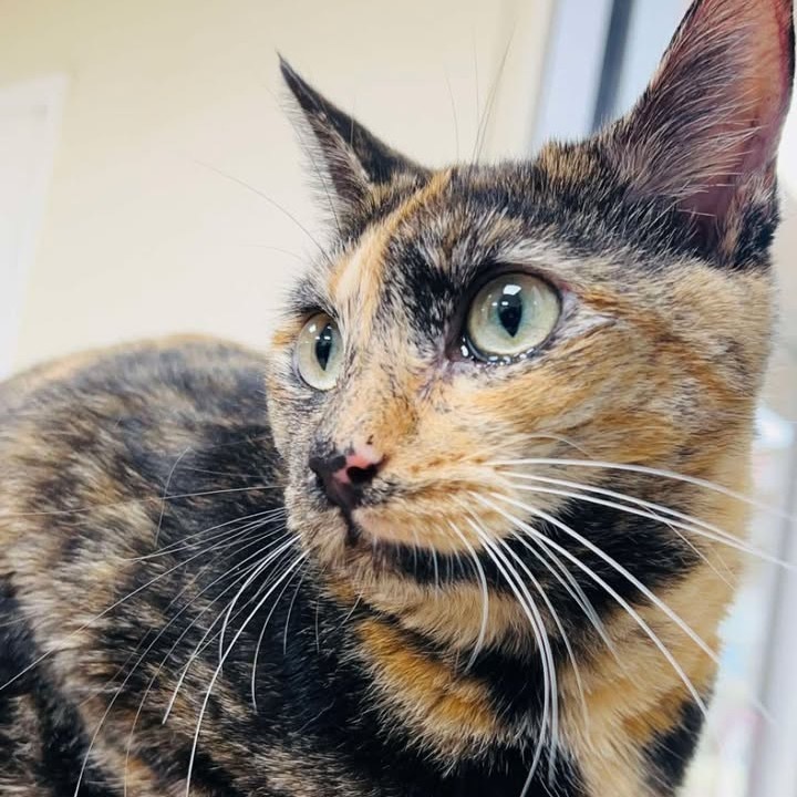 Callie, an adoptable Domestic Short Hair in Donalsonville, GA, 39845 | Photo Image 4