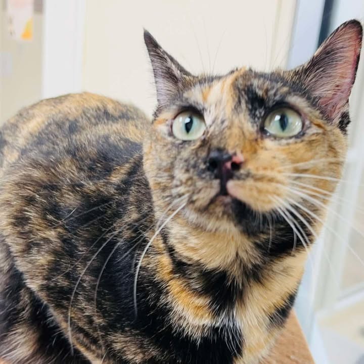 Callie, an adoptable Domestic Short Hair in Donalsonville, GA, 39845 | Photo Image 5