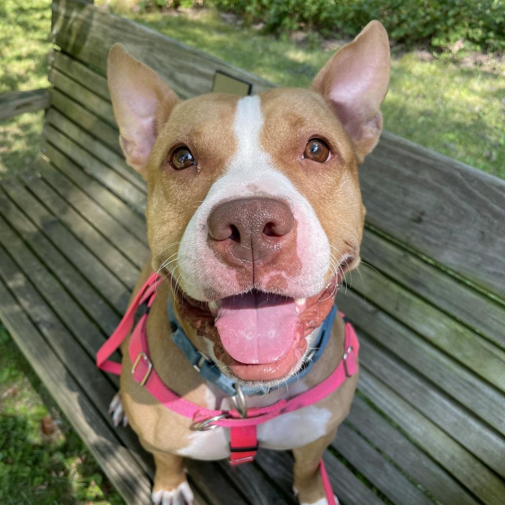 Gigi
