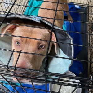 Dolly Parton, Adult Female Labrador Retriever
