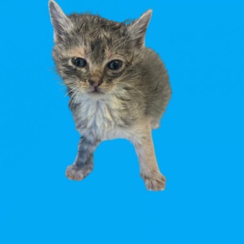 Coco, an adoptable Domestic Short Hair in Tuscaloosa, AL, 35401 | Photo Image 1