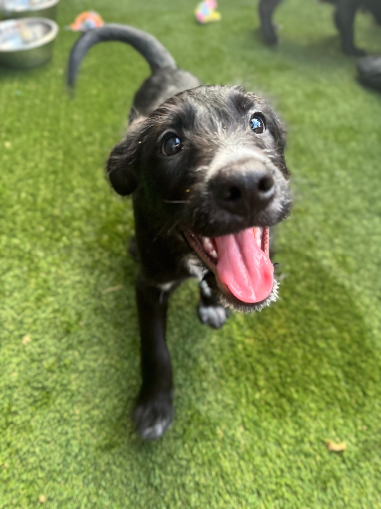 Dog for adoption Mercury, an Irish Wolfhound & Terrier Mix in Phoenix