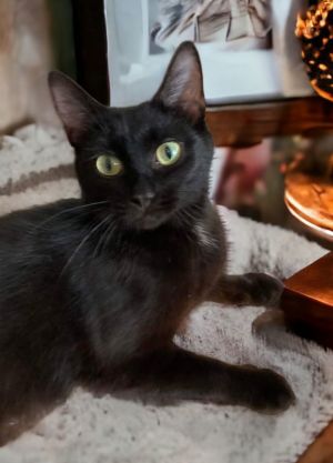 Meet Ever a beautiful mostly black retired momma kitty about 15 years old She would make a won