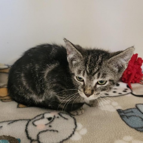 Croissant, an adoptable Domestic Short Hair in Cody, WY, 82414 | Photo Image 1