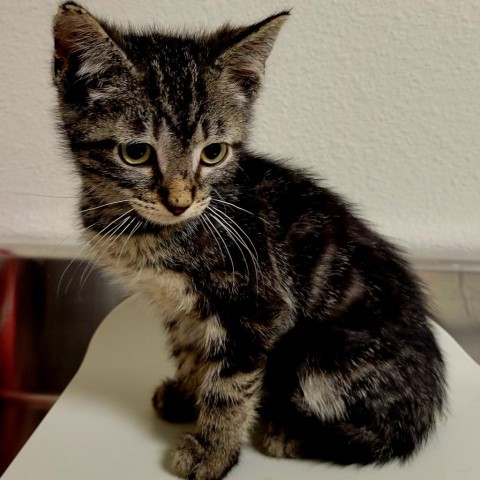 Croissant, an adoptable Domestic Short Hair in Cody, WY, 82414 | Photo Image 2