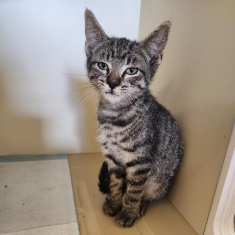 Flan, an adoptable Domestic Short Hair in Cody, WY, 82414 | Photo Image 1