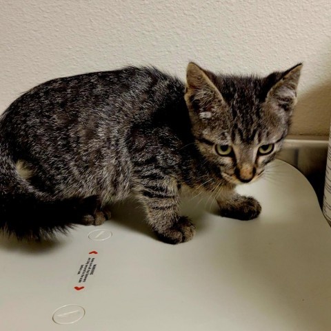 Flan, an adoptable Domestic Short Hair in Cody, WY, 82414 | Photo Image 2