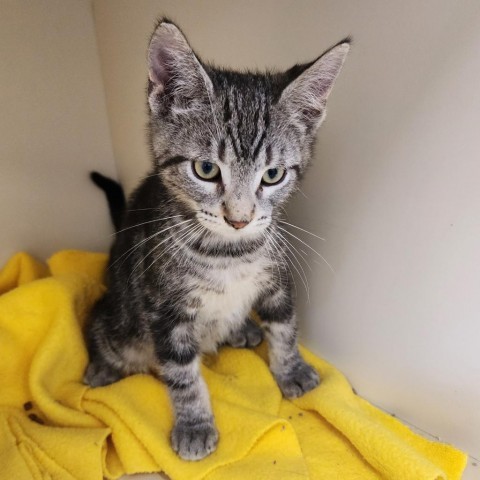 Macaron, an adoptable Domestic Short Hair in Cody, WY, 82414 | Photo Image 1