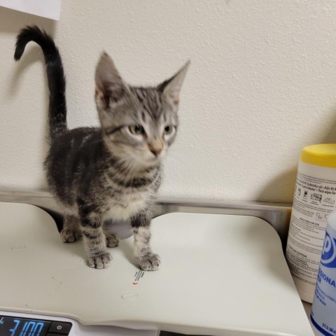 Macaron, an adoptable Domestic Short Hair in Cody, WY, 82414 | Photo Image 2