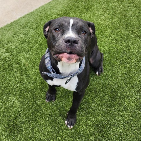 Nita, an adoptable Pit Bull Terrier in Cody, WY, 82414 | Photo Image 1