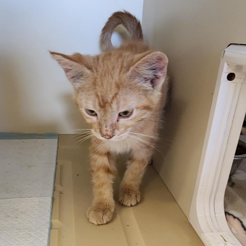 Crepe, an adoptable Domestic Short Hair in Cody, WY, 82414 | Photo Image 1