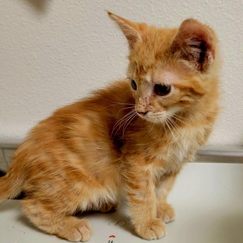 Crepe, an adoptable Domestic Short Hair in Cody, WY, 82414 | Photo Image 2