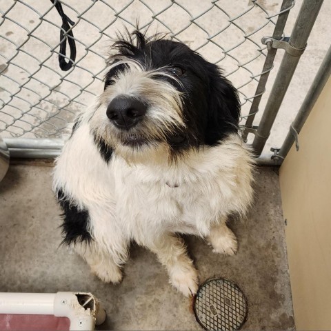 Leia, an adoptable Labrador Retriever, Spaniel in Cody, WY, 82414 | Photo Image 1