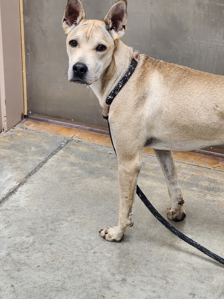 Ed, an adoptable Shar-Pei in El Paso, TX, 79906 | Photo Image 2