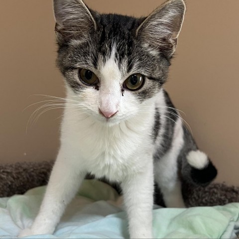 Taz, an adoptable Domestic Short Hair in Wadena, MN, 56482 | Photo Image 1