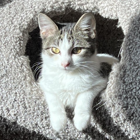 Taz, an adoptable Domestic Short Hair in Wadena, MN, 56482 | Photo Image 1