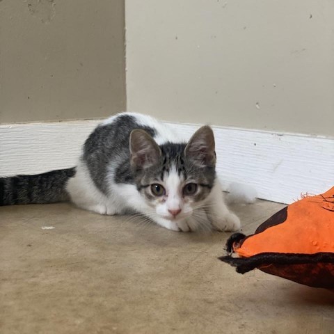 Taz, an adoptable Domestic Short Hair in Wadena, MN, 56482 | Photo Image 2