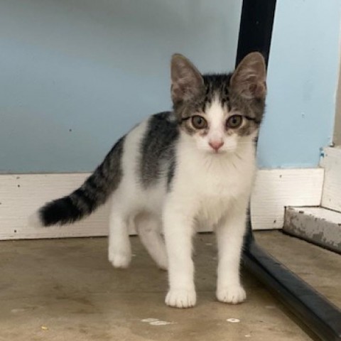 Taz, an adoptable Domestic Short Hair in Wadena, MN, 56482 | Photo Image 3