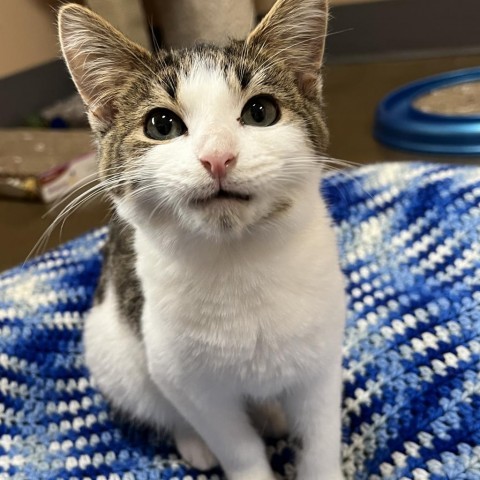 Milo, an adoptable Domestic Short Hair in Wadena, MN, 56482 | Photo Image 1