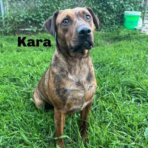 Kara 240581, an adoptable Mixed Breed in Escanaba, MI, 49829 | Photo Image 1