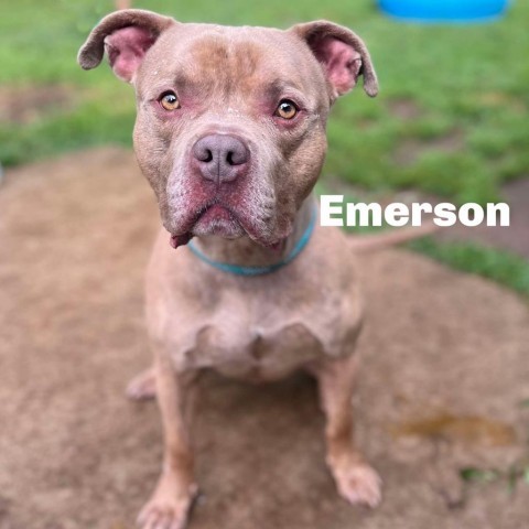 Emerson 240521, an adoptable Mixed Breed in Escanaba, MI, 49829 | Photo Image 1