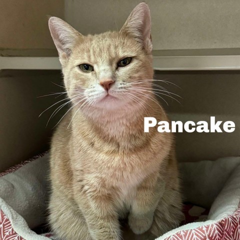 Pancake 240656, an adoptable Domestic Short Hair in Escanaba, MI, 49829 | Photo Image 1