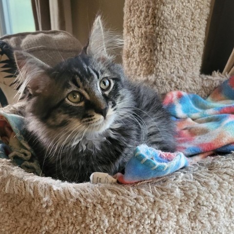 Findlay, an adoptable Domestic Long Hair in Hailey, ID, 83333 | Photo Image 1