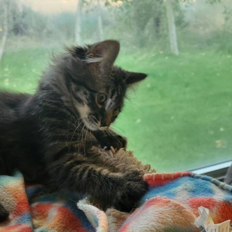 Findlay, an adoptable Domestic Long Hair in Hailey, ID, 83333 | Photo Image 2