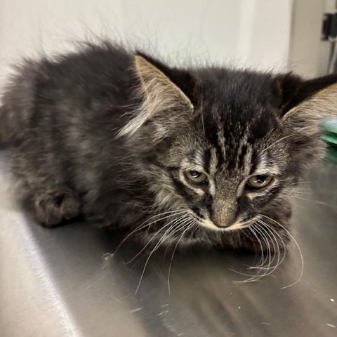 Findlay, an adoptable Domestic Long Hair in Hailey, ID, 83333 | Photo Image 3