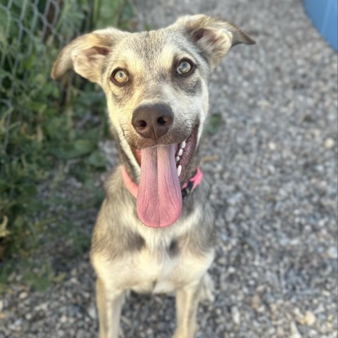 Cortez, an adoptable Mixed Breed in Lander, WY, 82520 | Photo Image 1