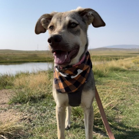 Cortez, an adoptable Mixed Breed in Lander, WY, 82520 | Photo Image 2