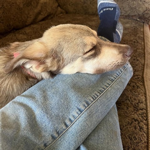 Cortez, an adoptable Mixed Breed in Lander, WY, 82520 | Photo Image 3