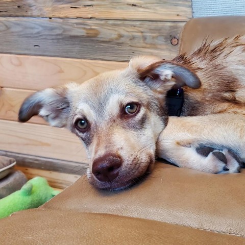 Cortez, an adoptable Mixed Breed in Lander, WY, 82520 | Photo Image 4