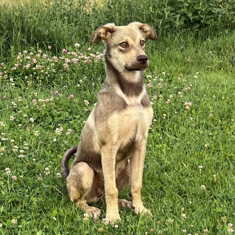 Cortez, an adoptable Mixed Breed in Lander, WY, 82520 | Photo Image 5