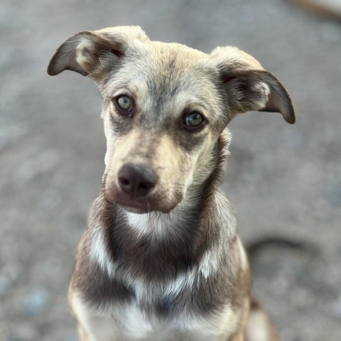 Cortez, an adoptable Mixed Breed in Lander, WY, 82520 | Photo Image 6