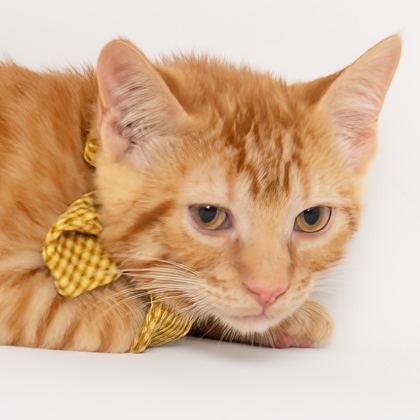 Alex, an adoptable Domestic Short Hair in Caldwell, ID, 83607 | Photo Image 2